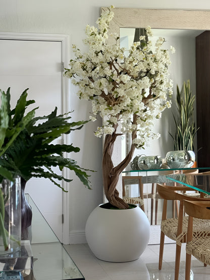 MAGNOLIA